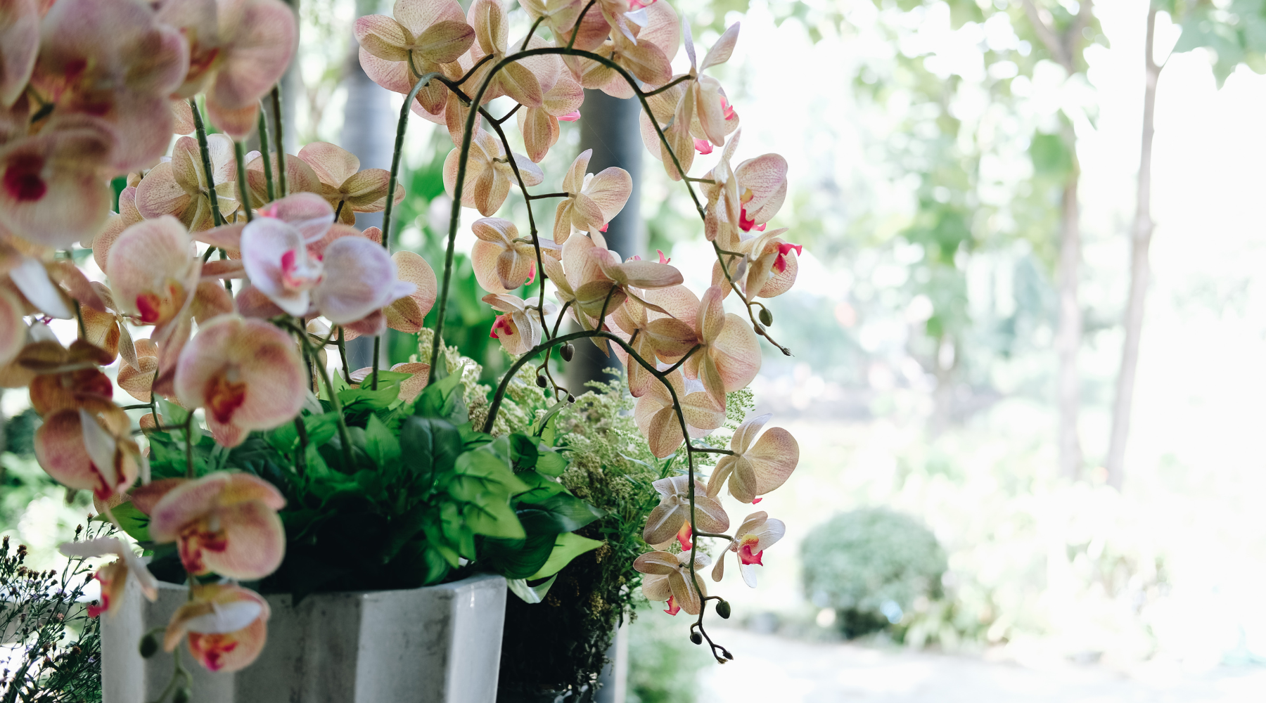 Cómo cuidar de tus orquídeas