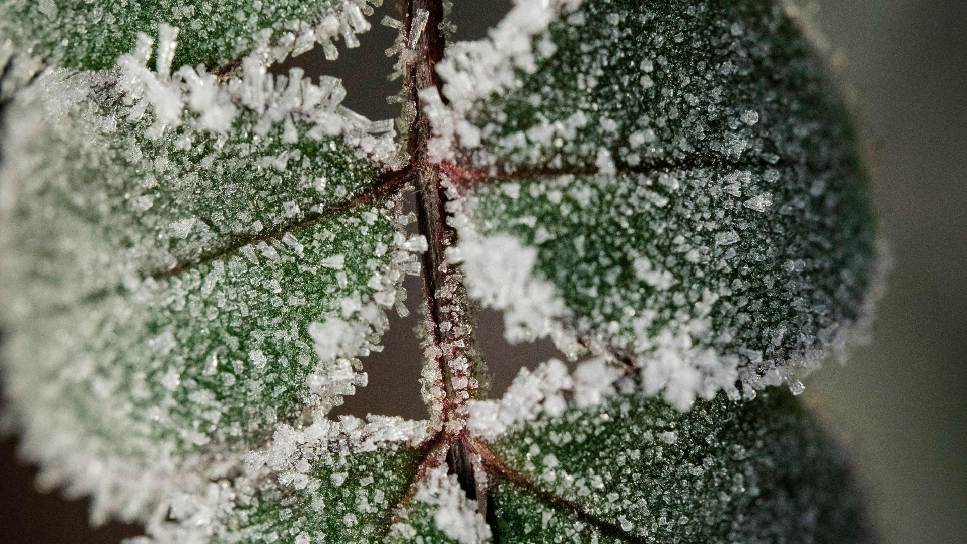 Cómo cuidar las plantas en invierno