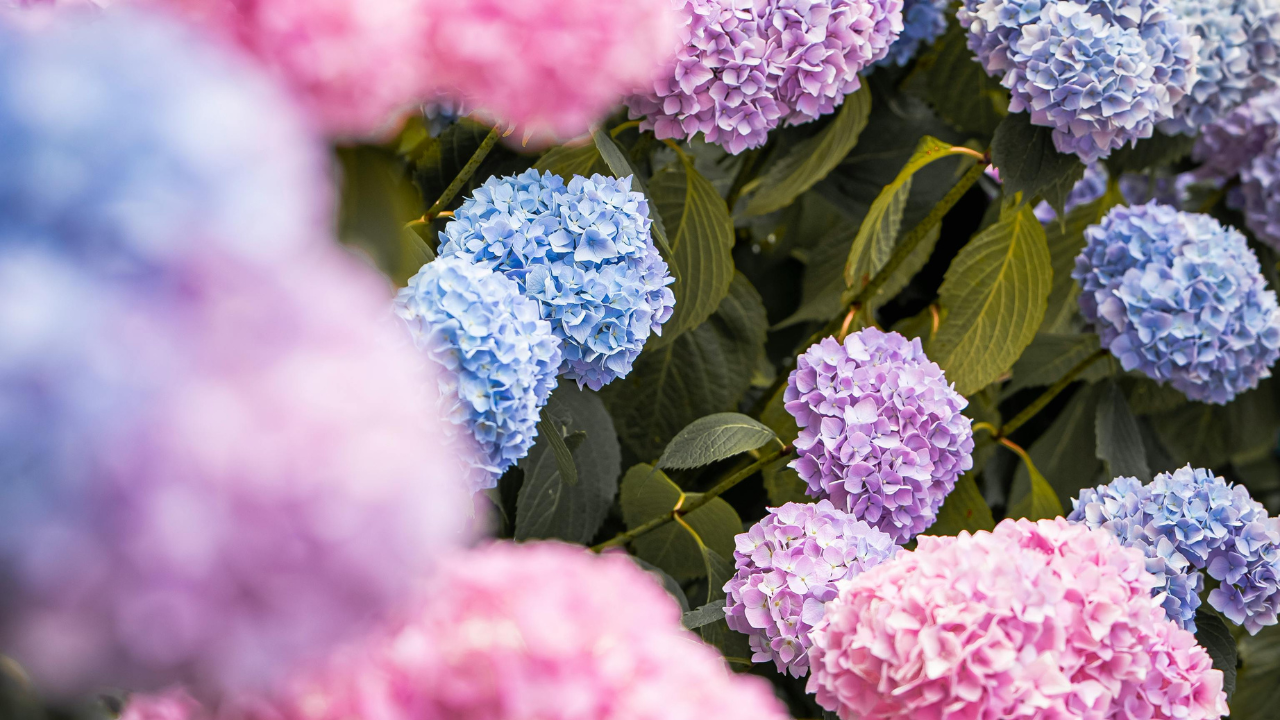 7 plantas para jardines orientados al norte resistentes a lluvia y heladas