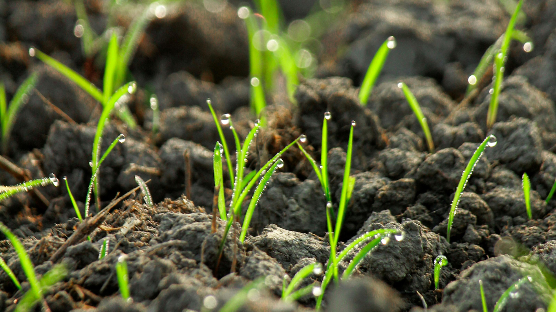 ¿Cuándo abonar y fertilizar las plantas?