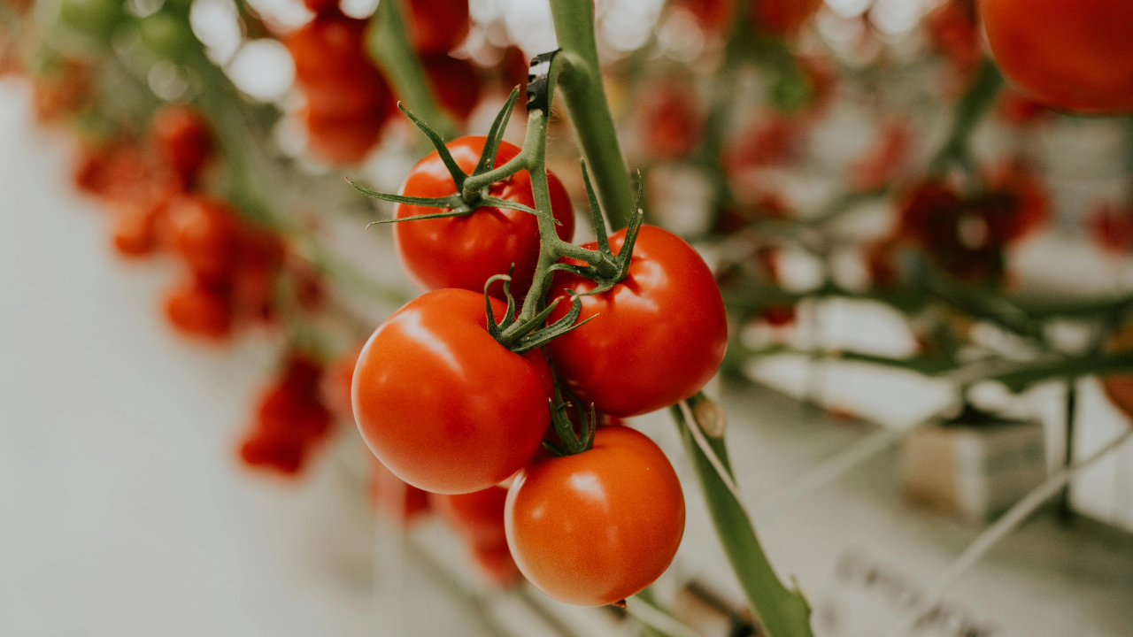 Tomateras en zonas de niebla: cuidados y consejos para una buena cosecha