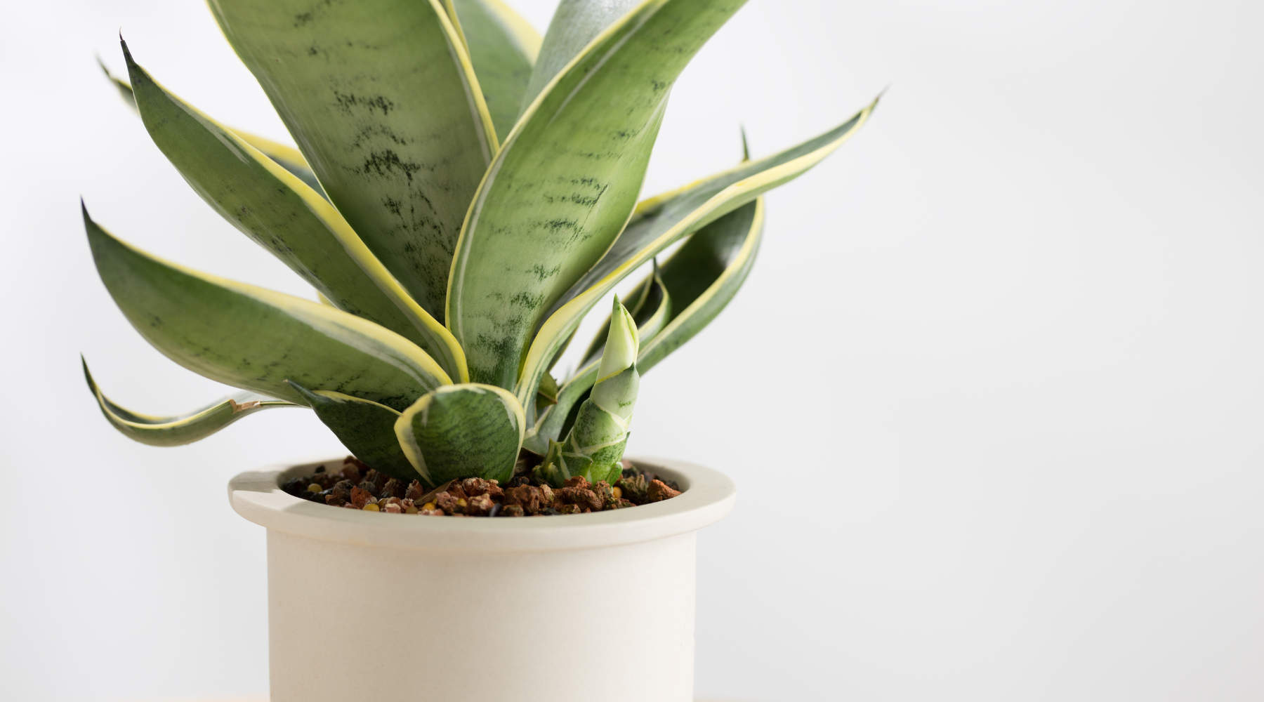 Plantas purificadoras de aire para interiores