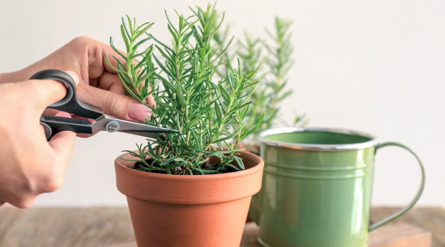 Poda de plantas de interior: guía completa