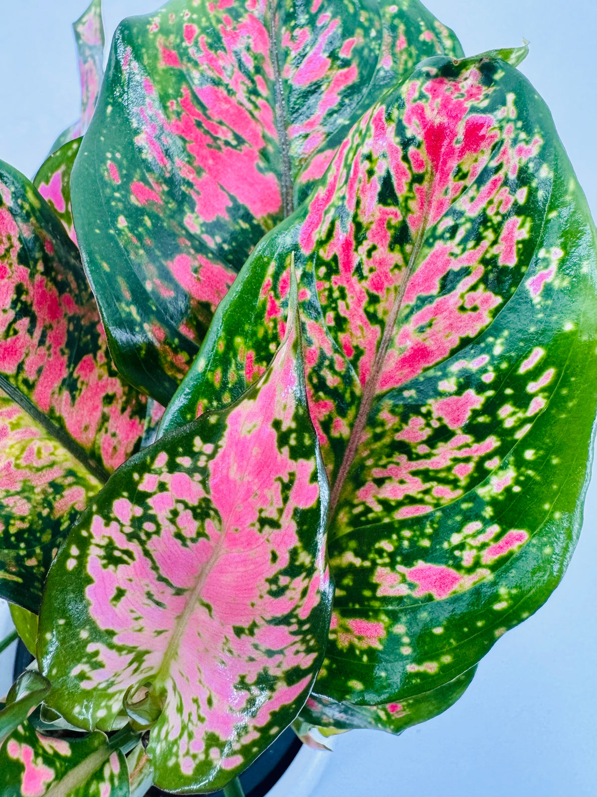 Planta de interior Aglaonema M12 con hojas brillantes y jaspeadas en tonos verde intenso y rosa vibrante.