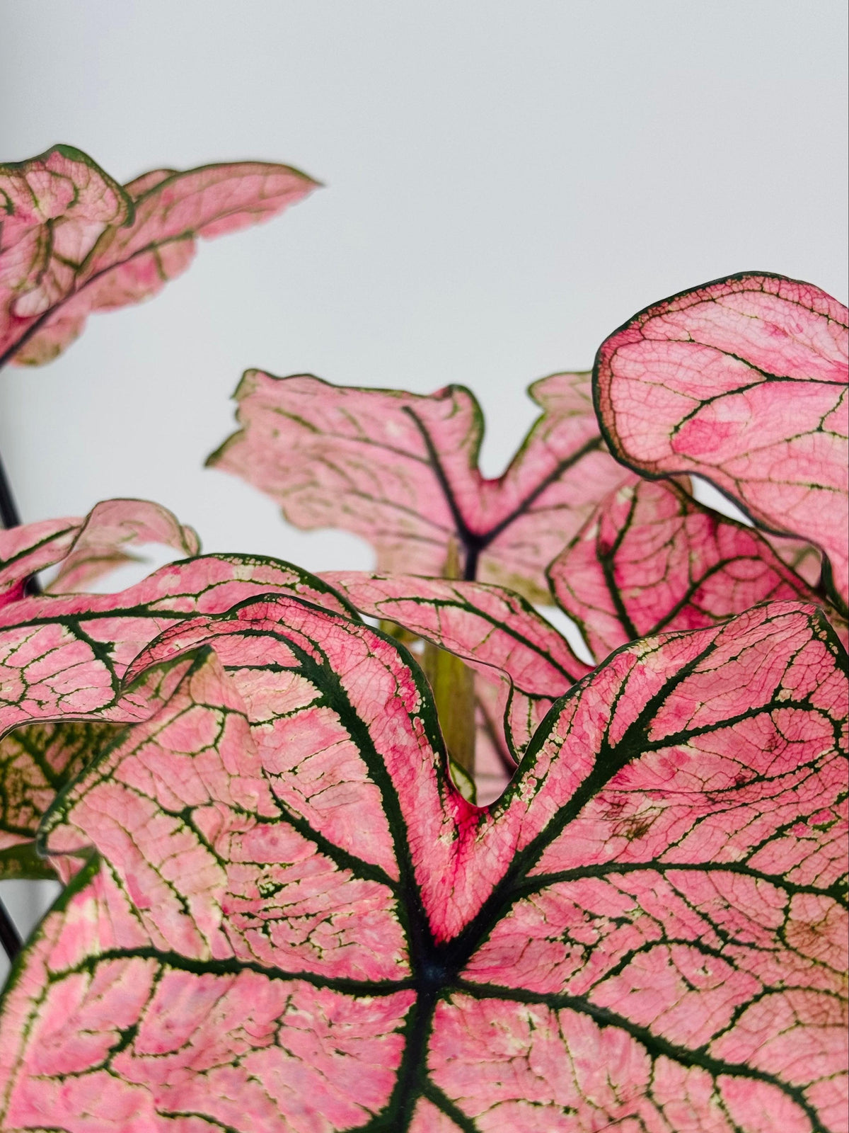 Planta tropical Caladium XL con grandes hojas rosadas y venas verdes marcadas, ideal para decoración de interiores.