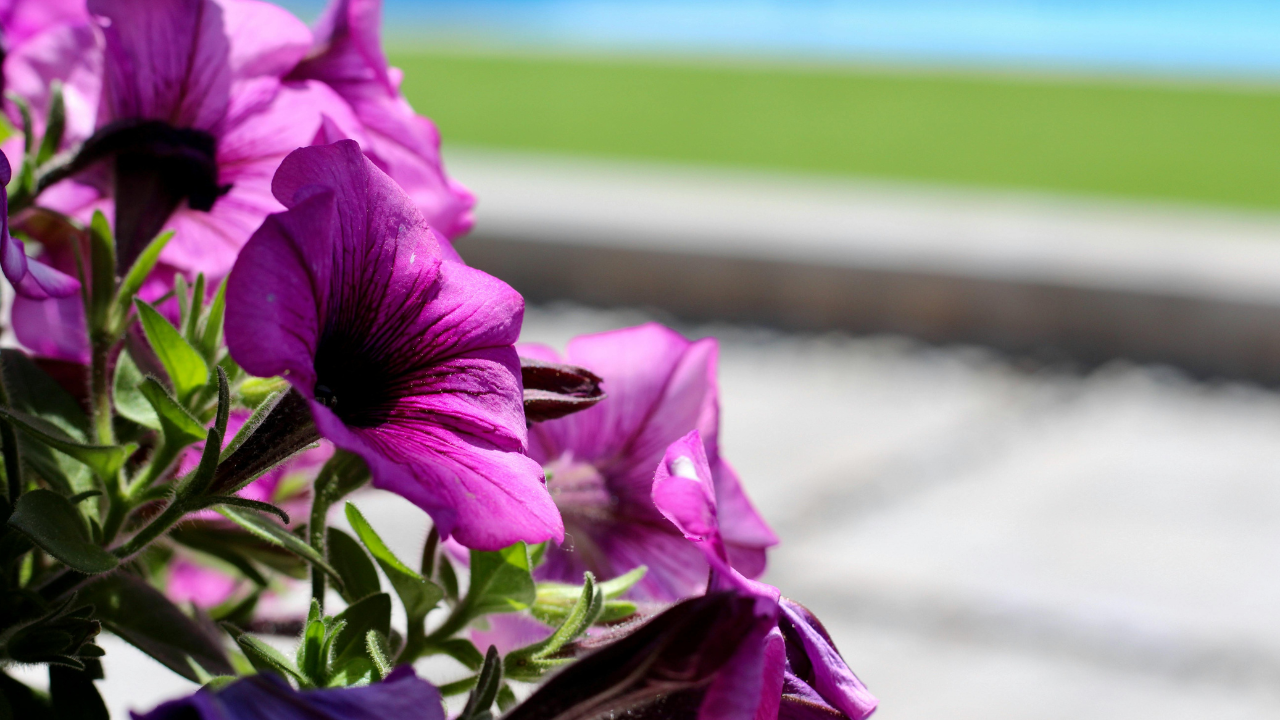 Plantas para balcones y terrazas