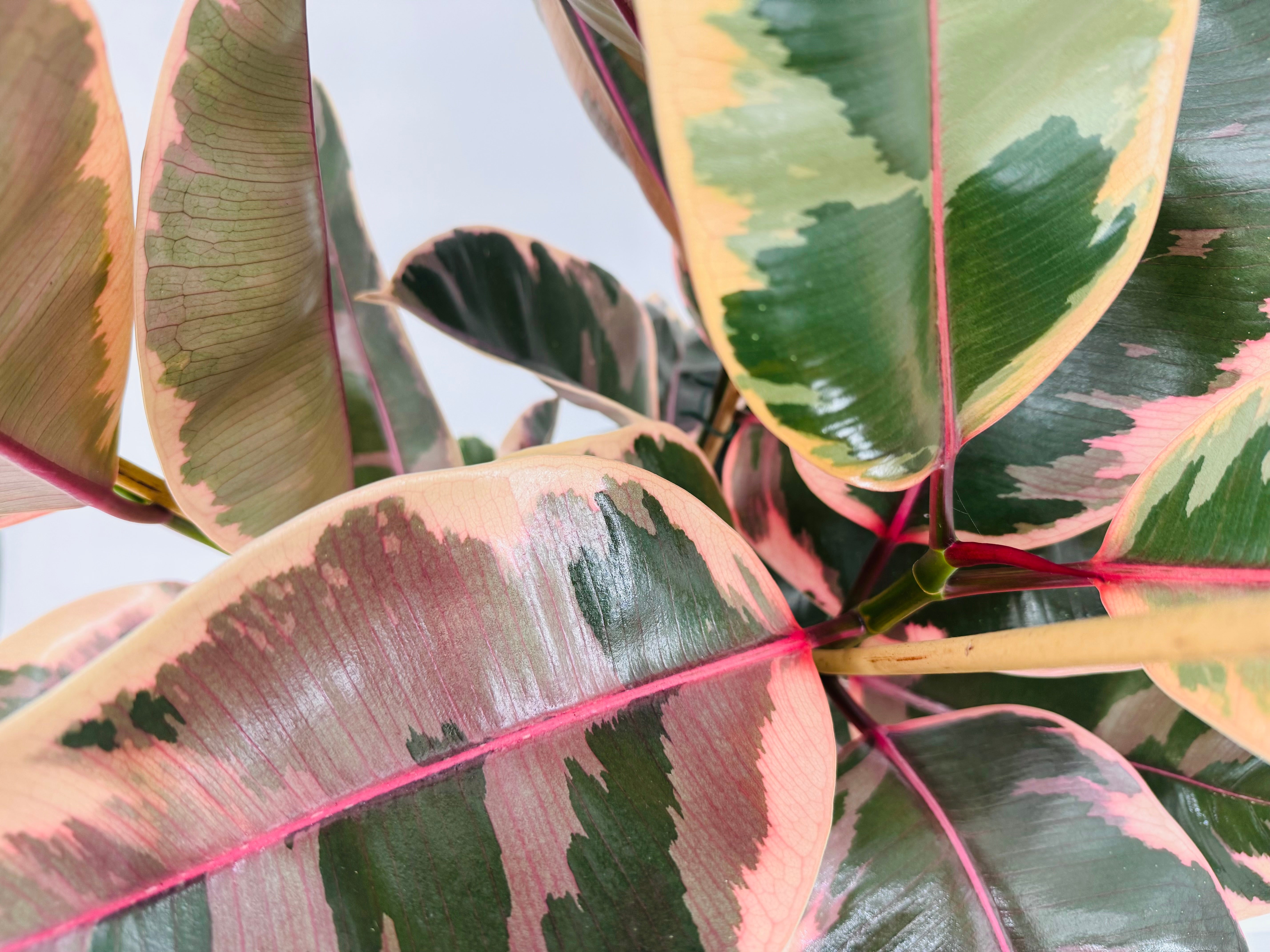 Ficus