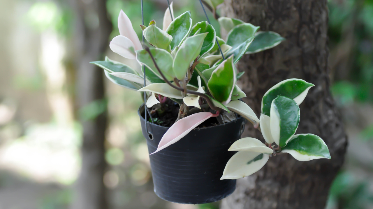 HOYA