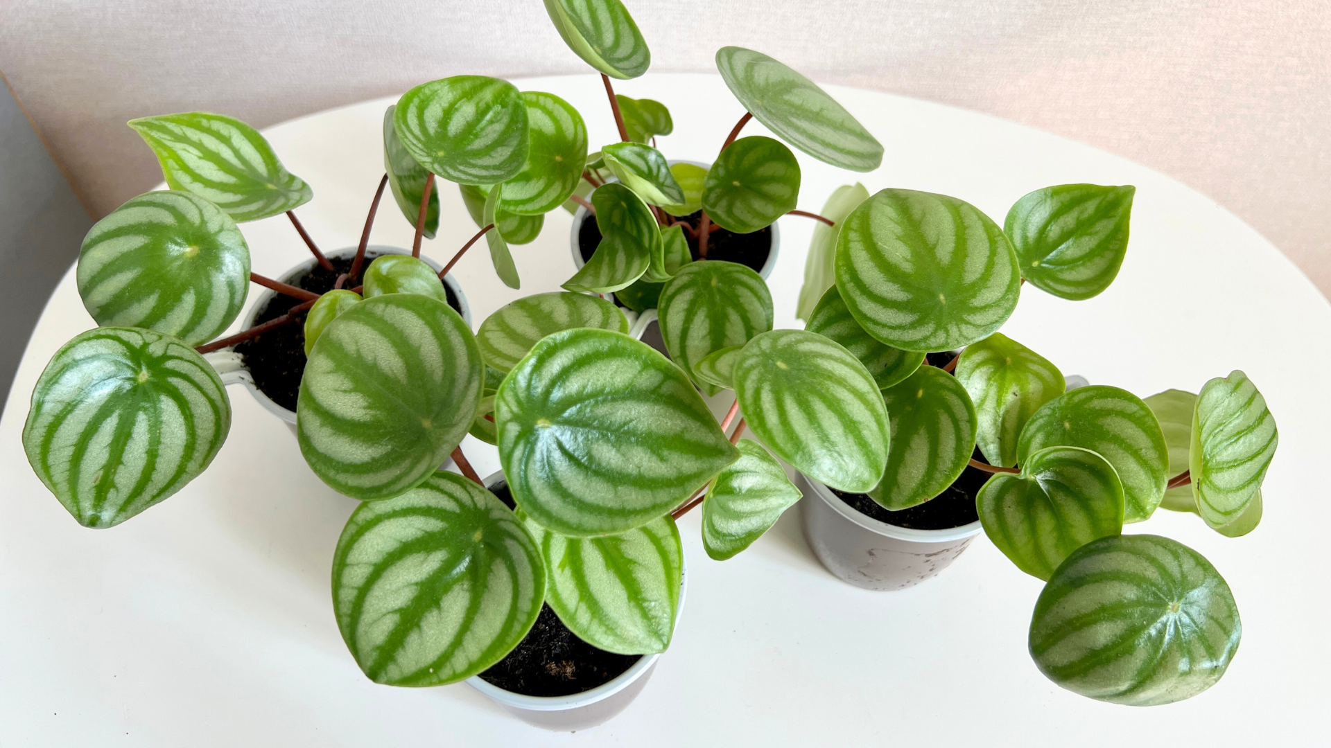 Peperomia
