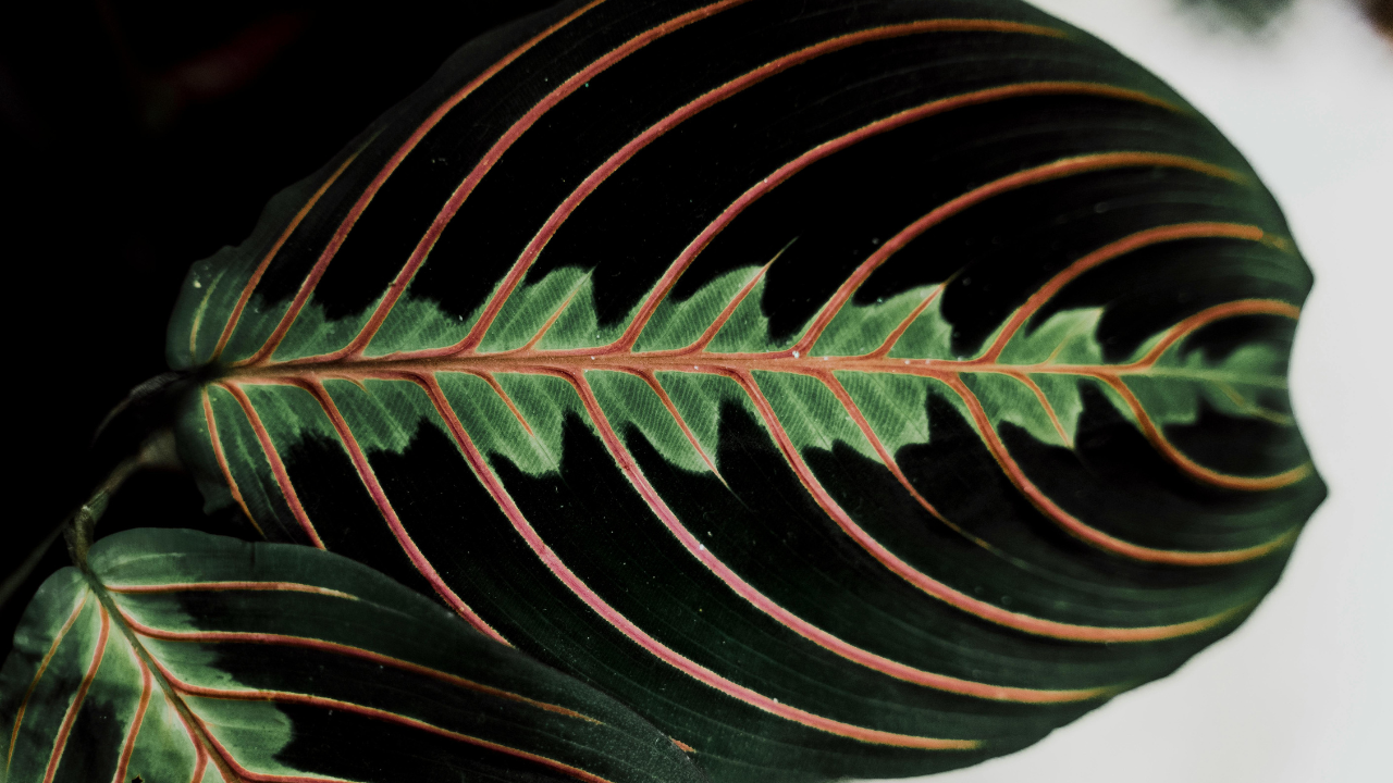 Plantas exóticas