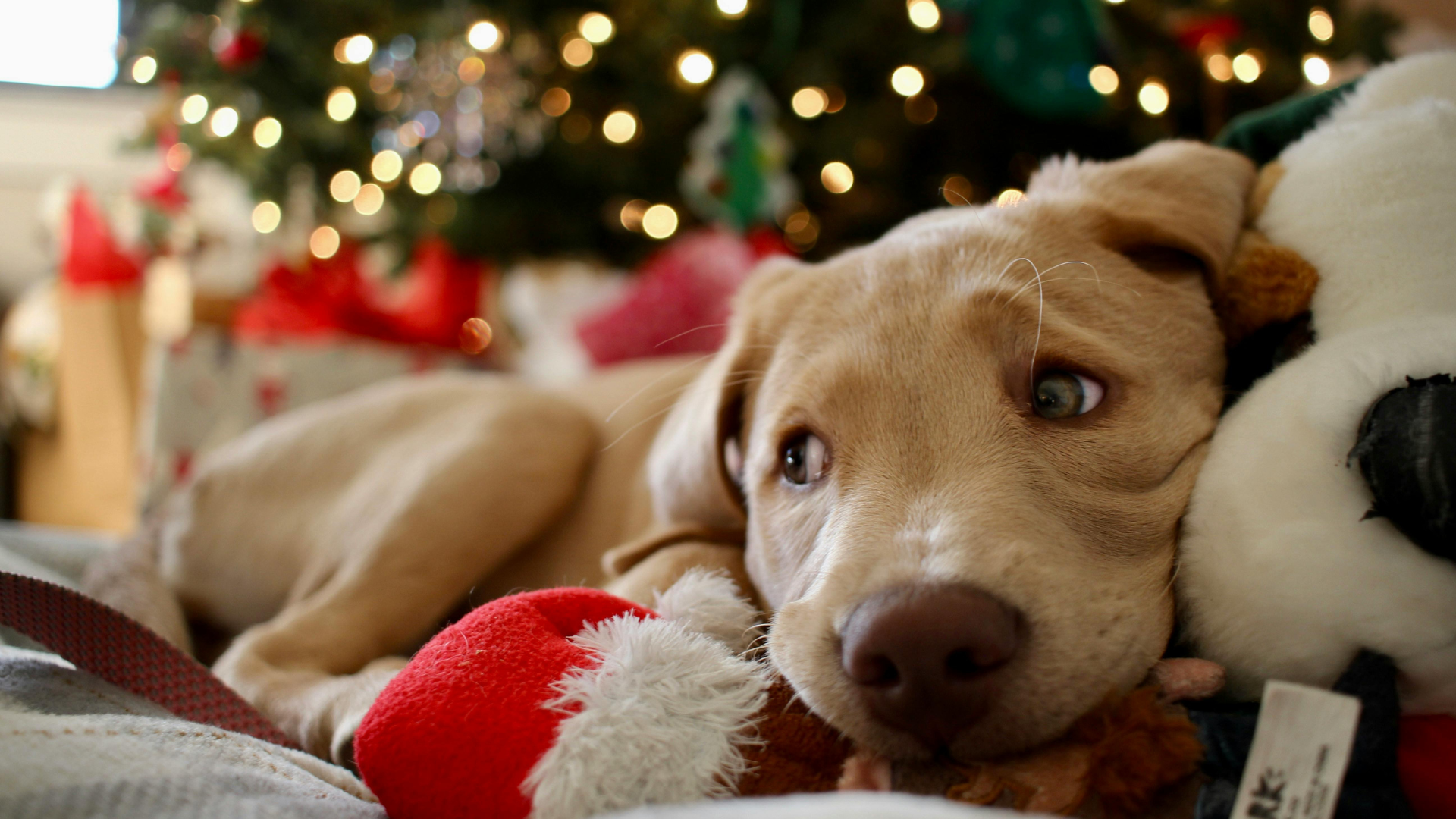 Especial Navidad Mascotas