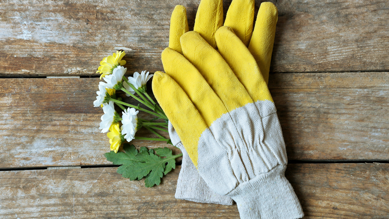Guantes
