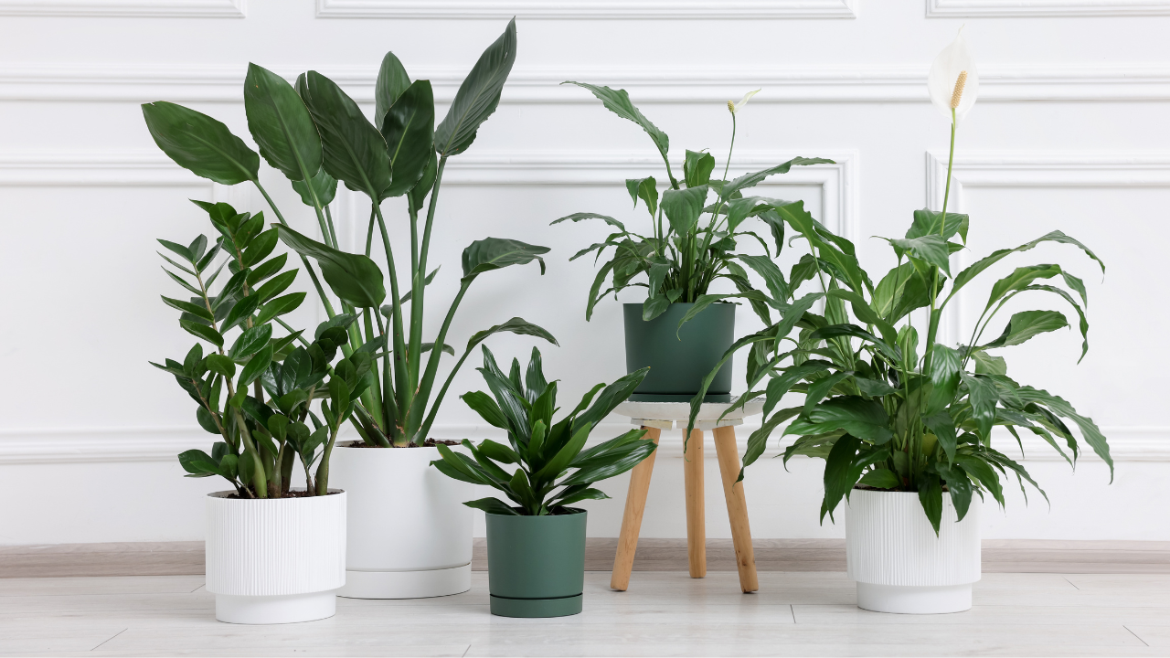 Top plantas de interior más vendidas