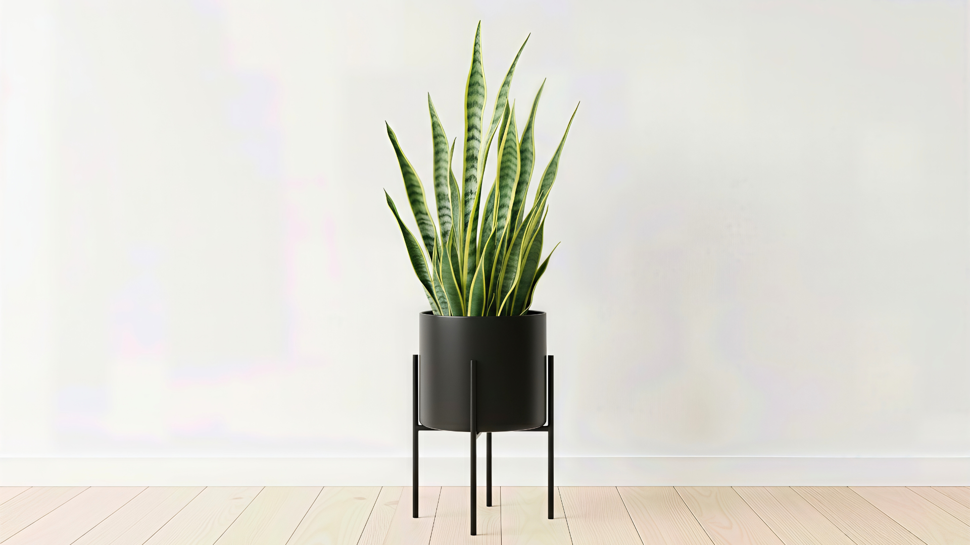 Sansevieria