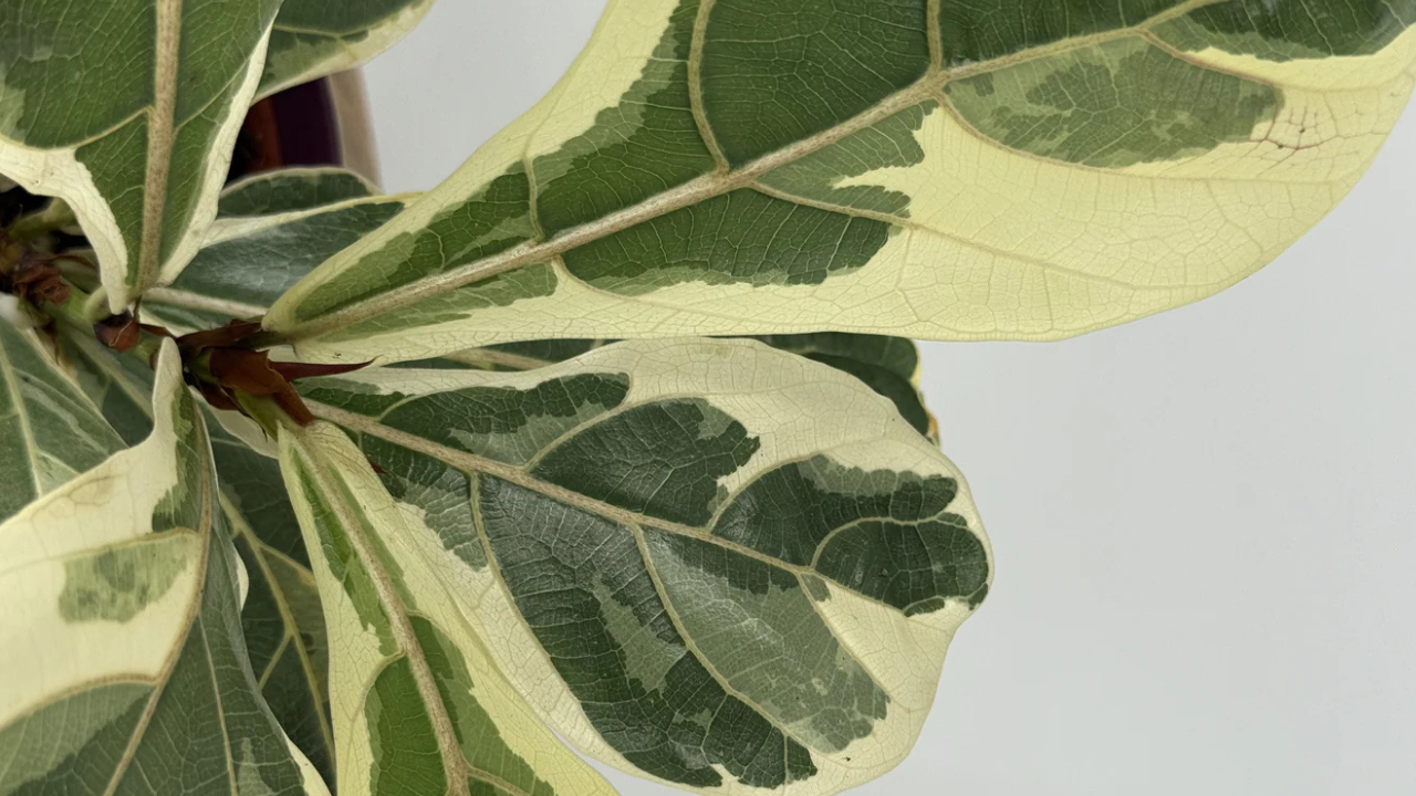 Plantas Resistentes