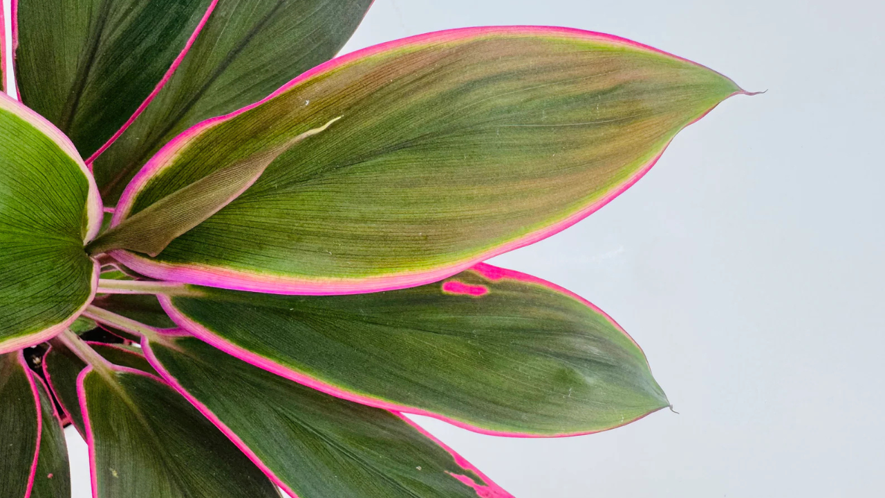Plantas Resistentes