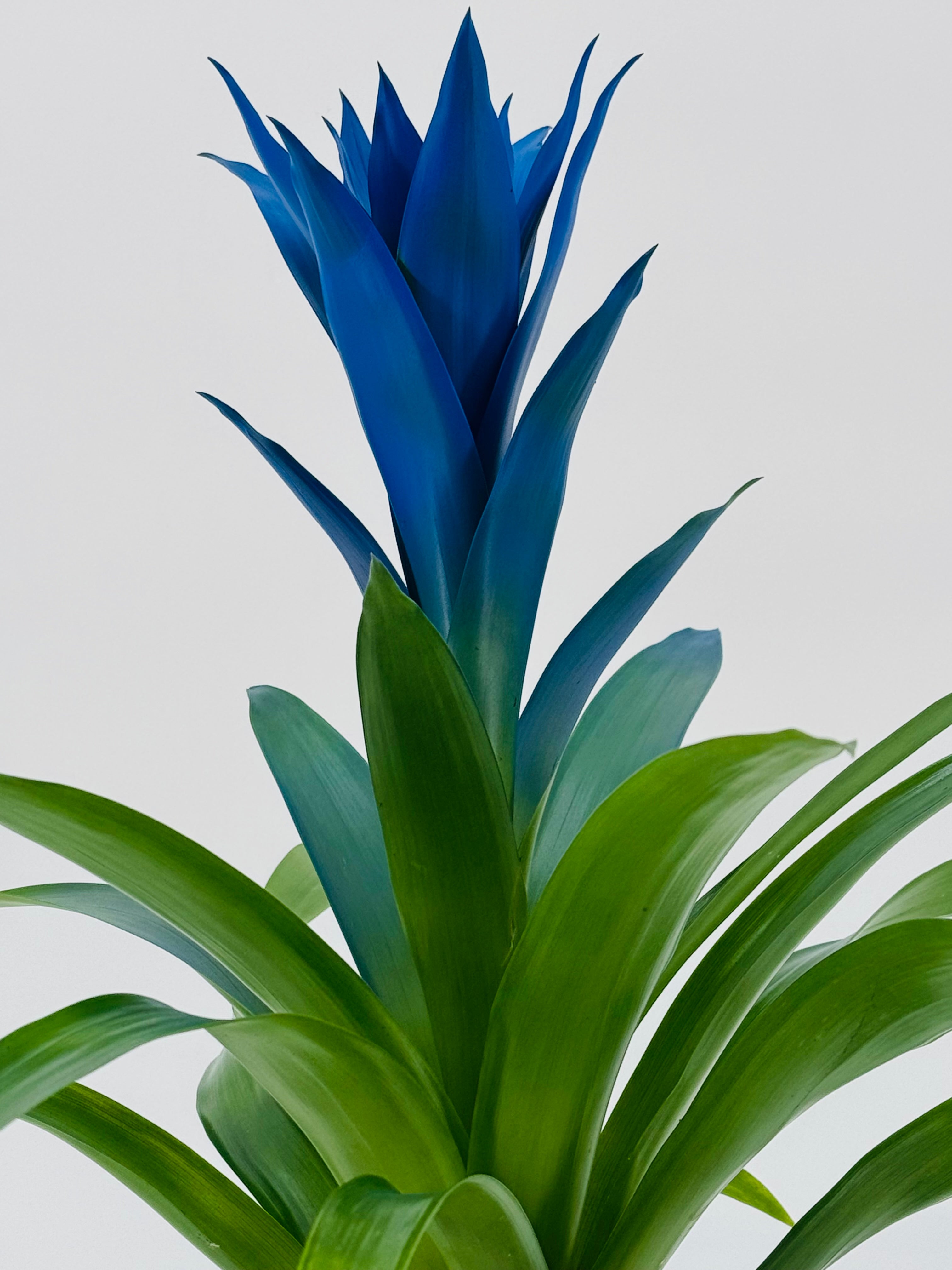 GUZMANIA HYBRID OCEAN BLUE M13