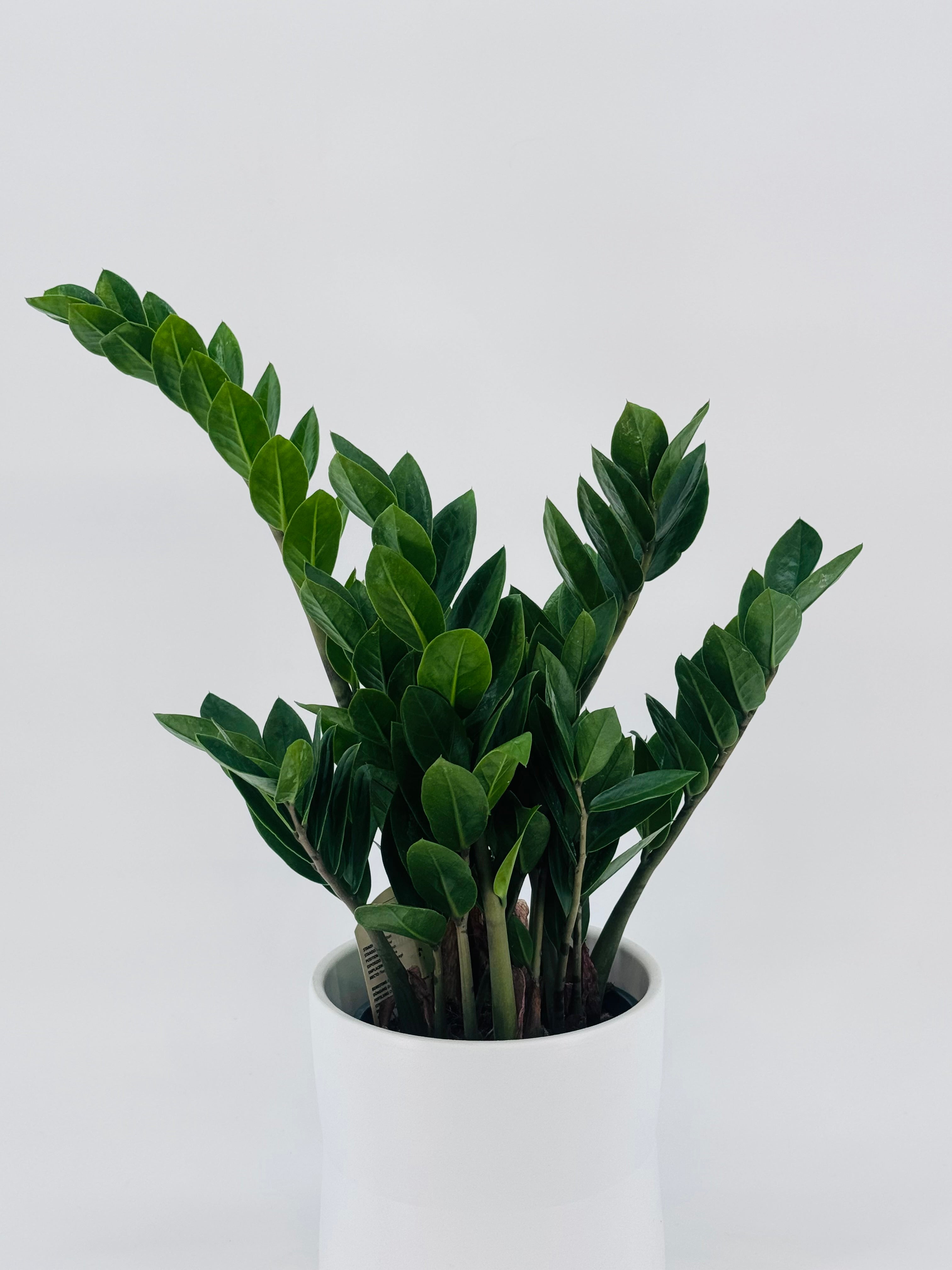ZAMIOCULCAS C14