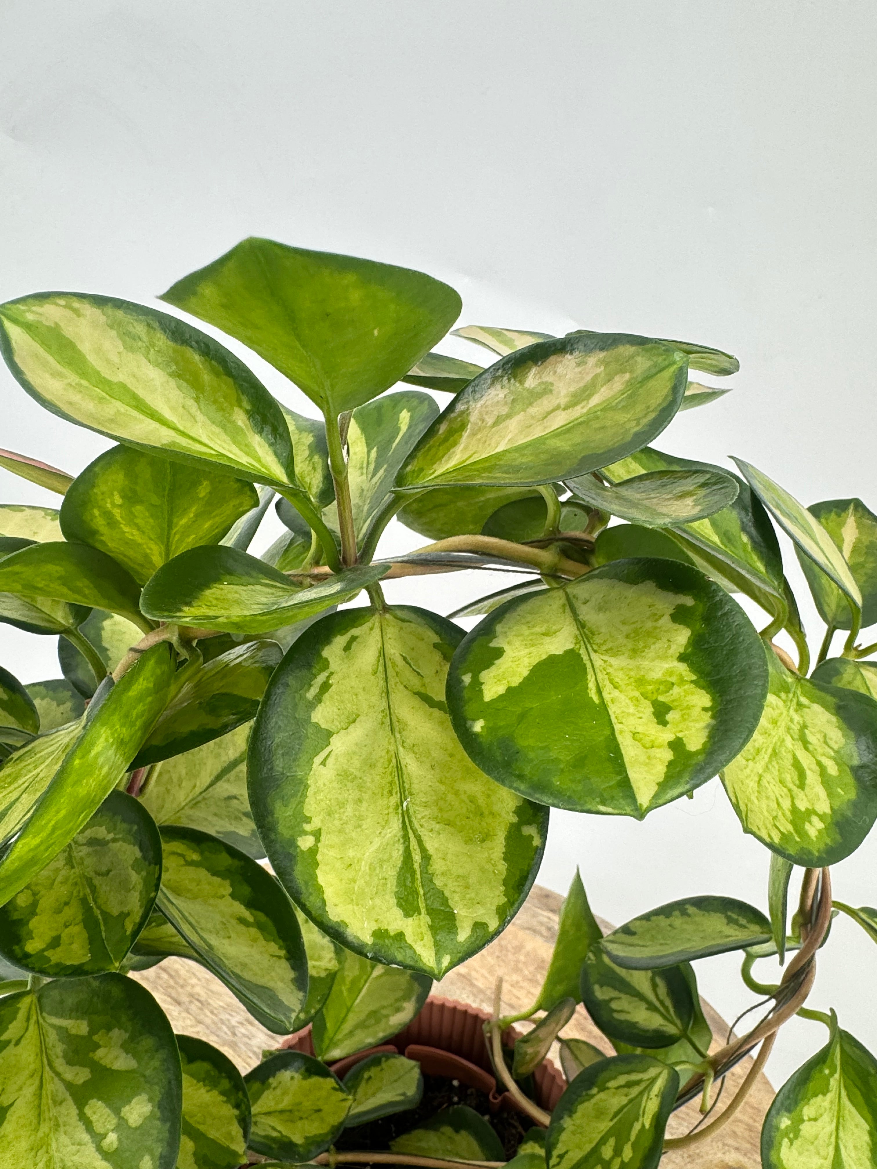 HOYA AUSTRALIS LISA M12 ARCH