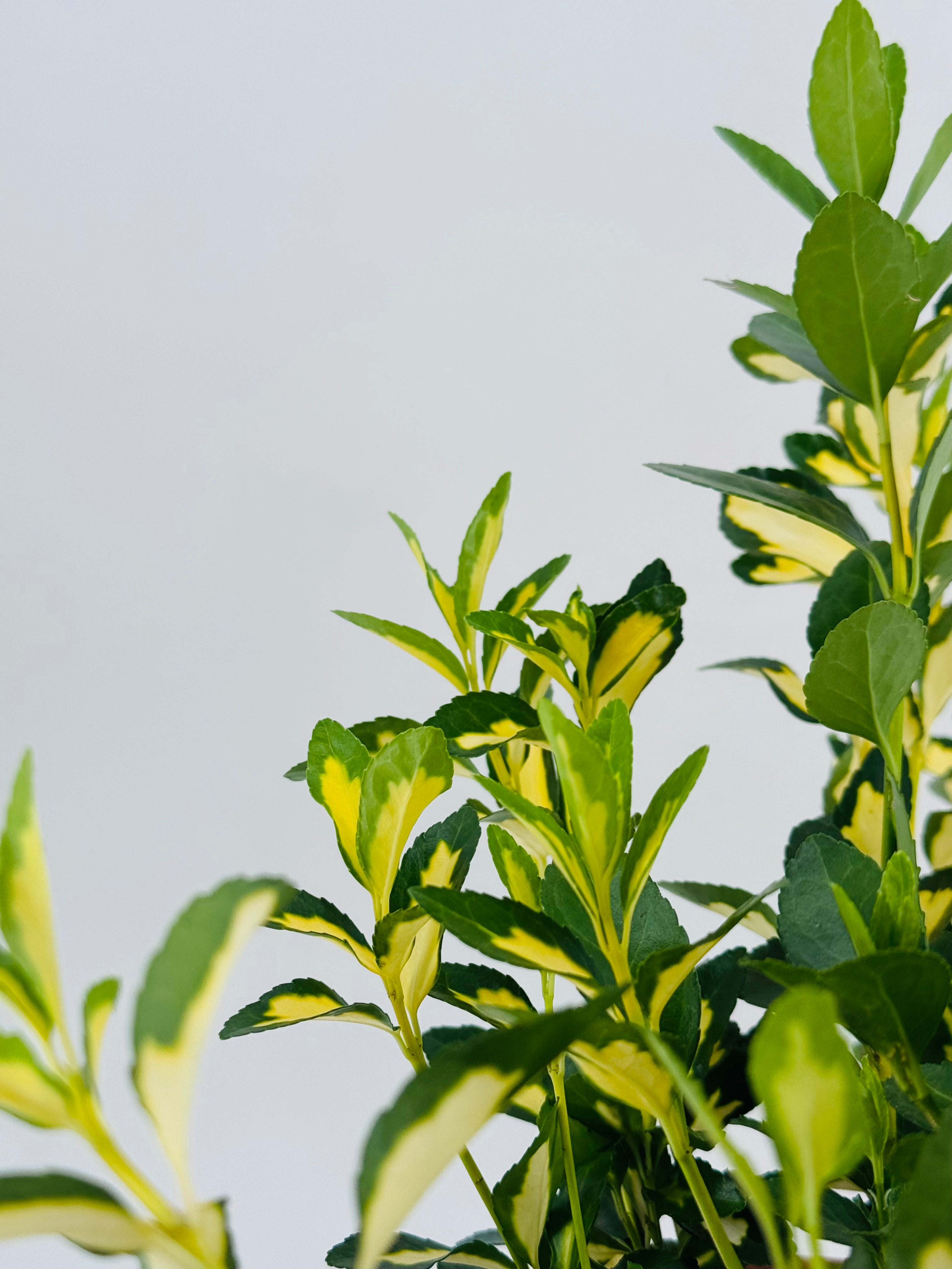 EUONYMUS JAP. AUREO MARGINATUS 3L