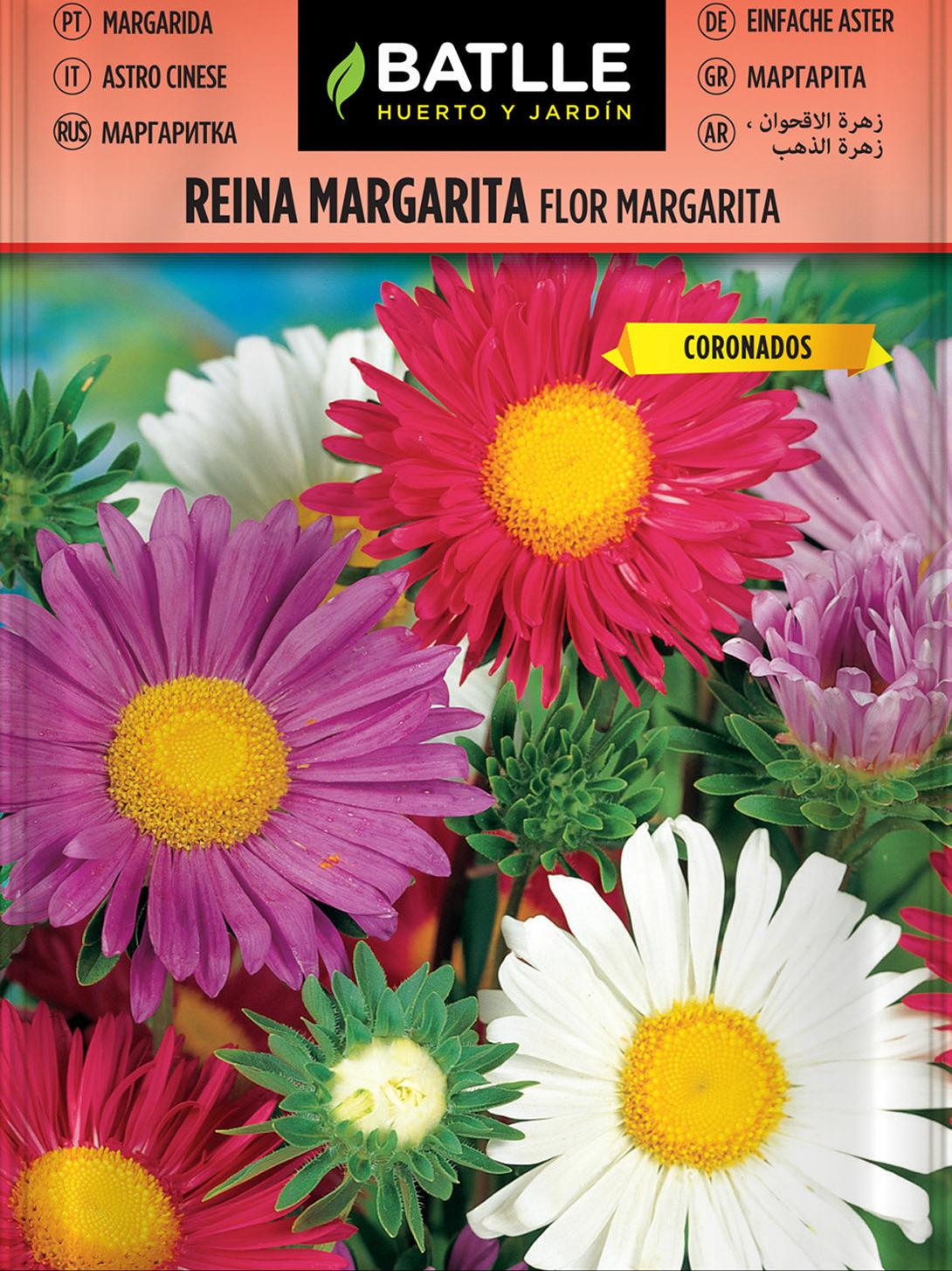 REINA MARGARITA FLOR MARGARITA