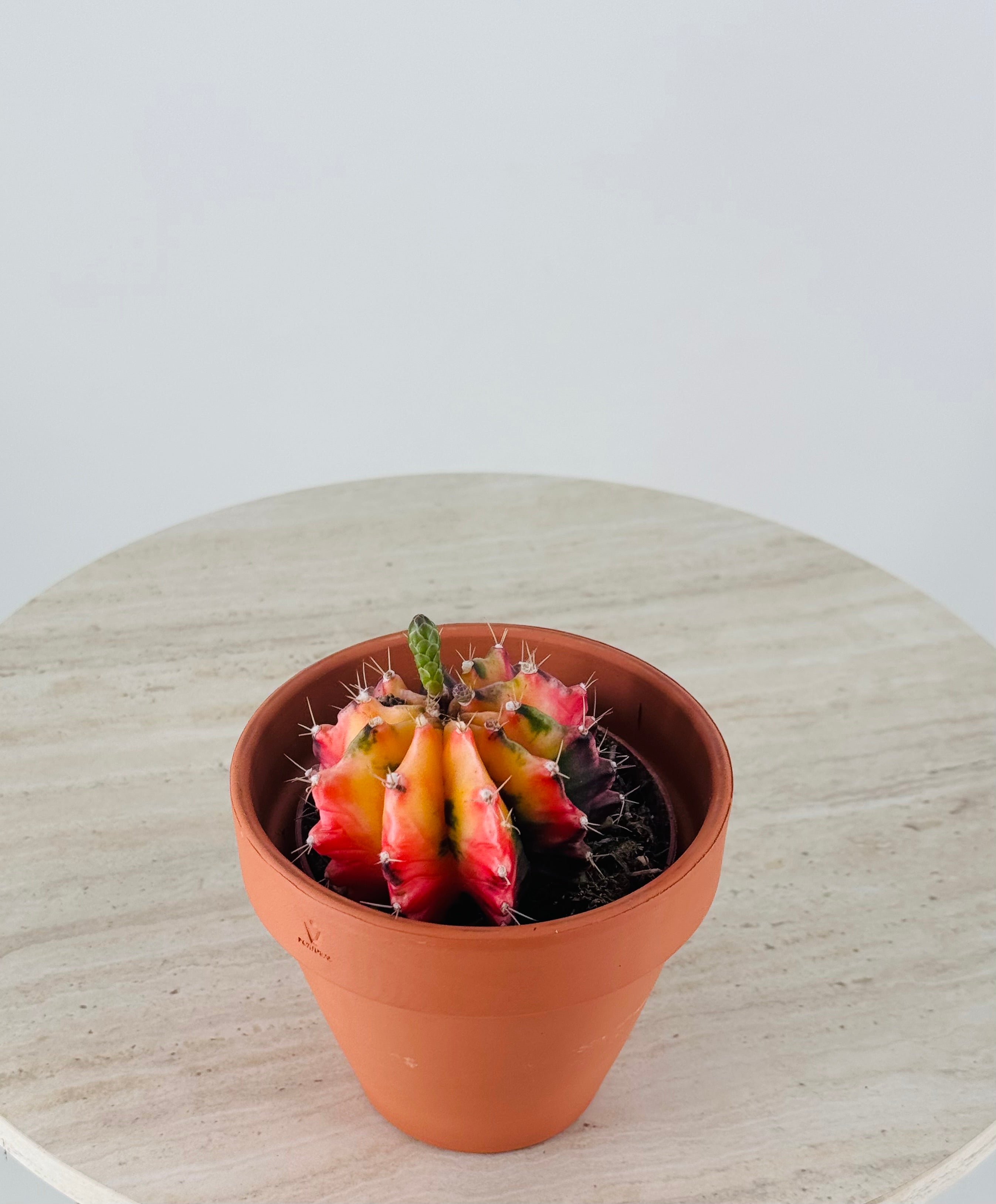 GYMNOCALYCIUM MILHANOVICHII KOI M8,5