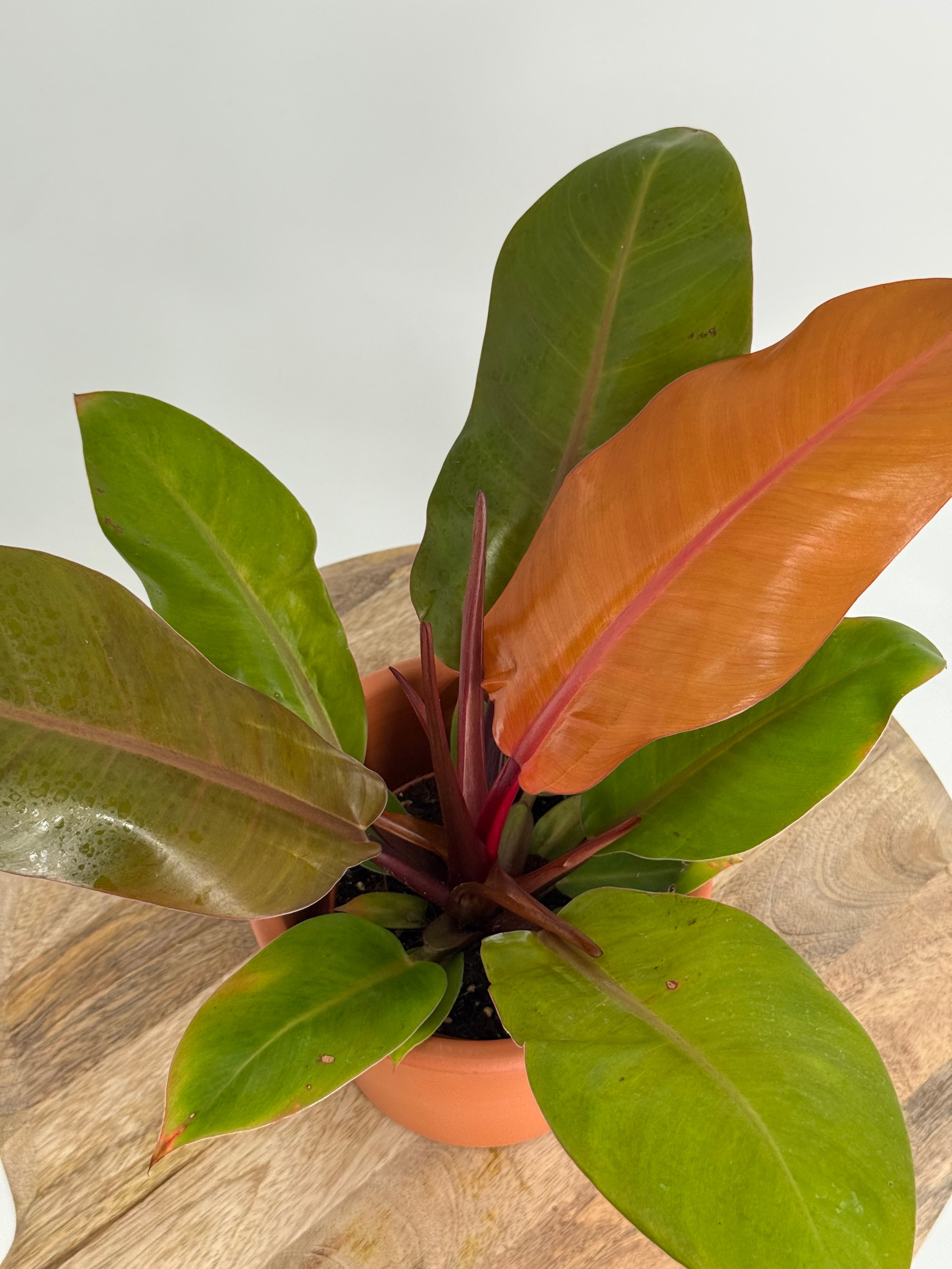 PHILODENDRON PRINCE OF ORANGE M12