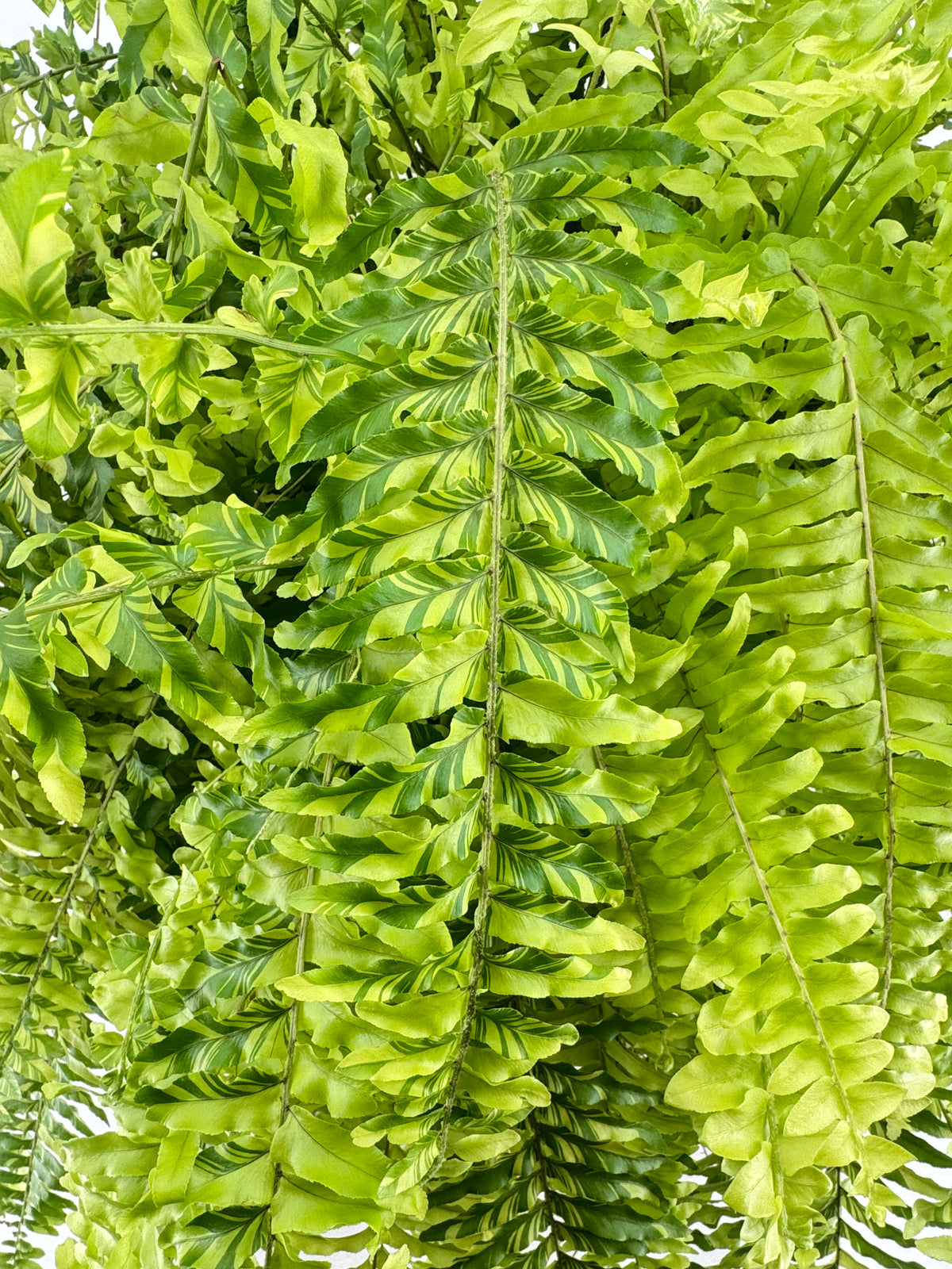 NEPHROLEPIS EXALTATA TIGER M20