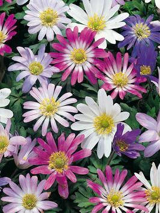 ANEMONE BLANDA MIXED 8 BULBOS