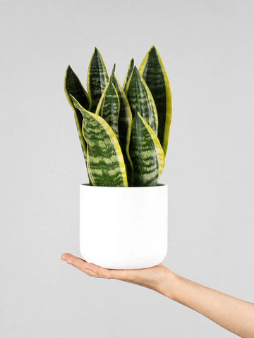 Plantilla Sansevieria