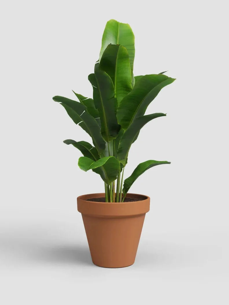 MACETA AMÁLIA 13CM NATURAL