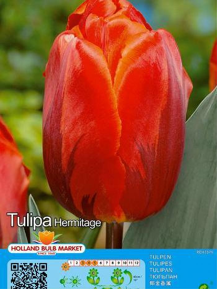TULIPA HERMITAGE 5 BULBOS