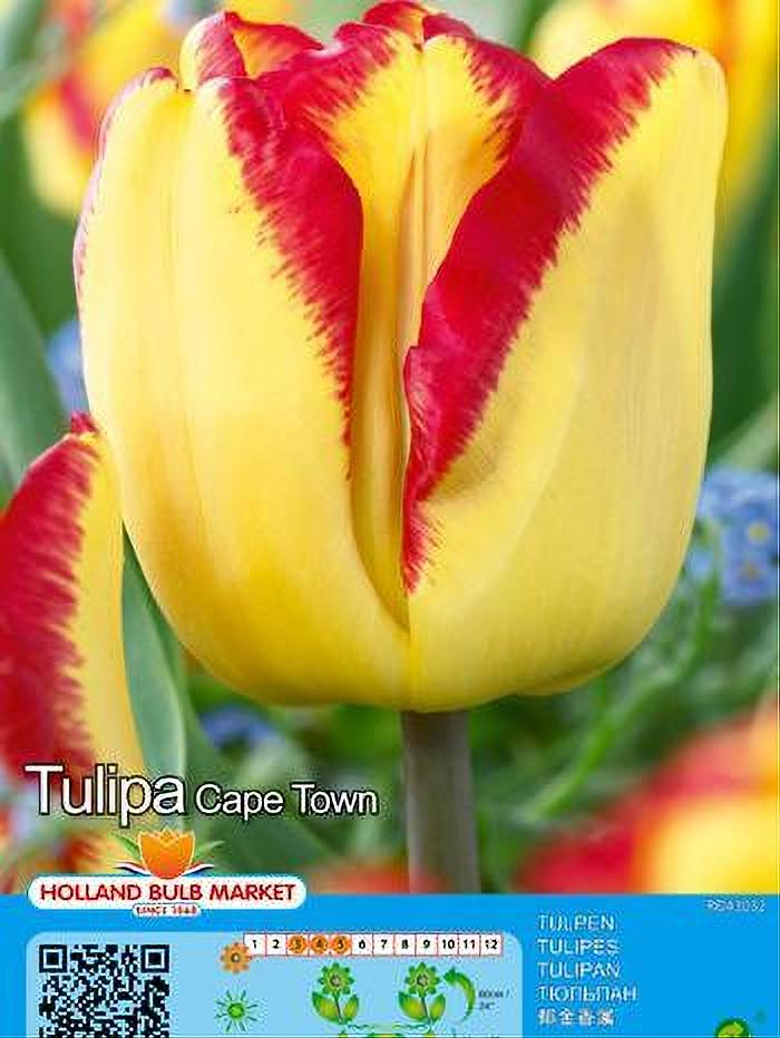 TULIPA CAPE TOWN 5 BULBOS