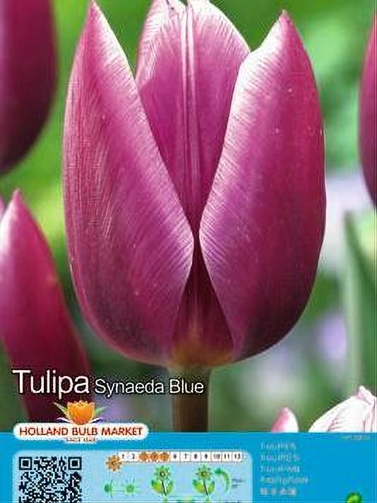 TULIPA SYNAEDA BLUE 5 BULBOS