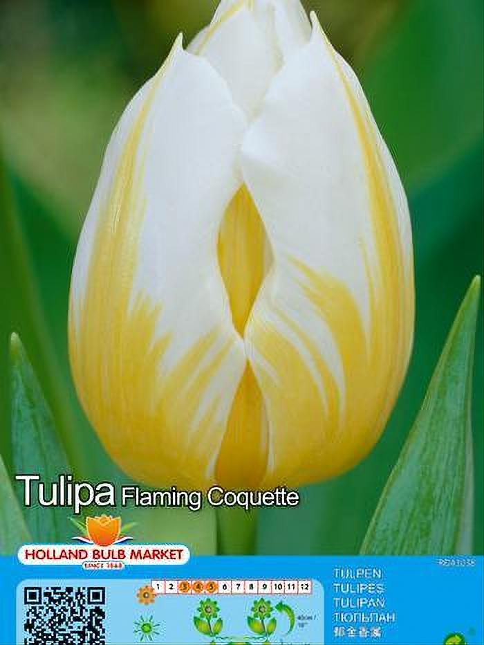 TULIPA FLAMING COQUETTE 5 BULBOS