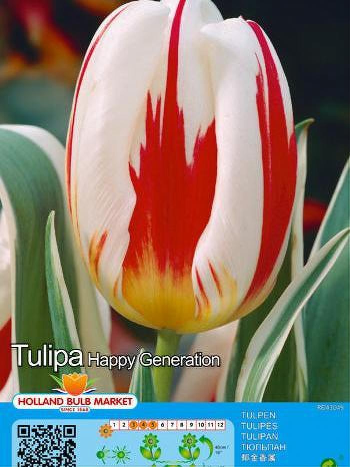 TULIPA HAPPY GENERATION 5 BULBOS