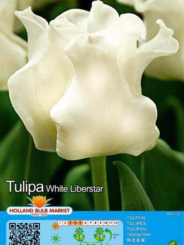 TULIPA WHITE LIBERSTAR 5 BULBOS
