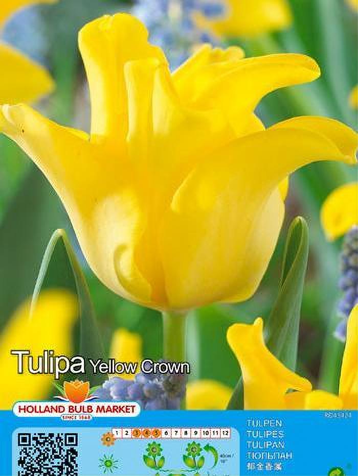 TULIPA YELLOW CROWN 5 BULBOS