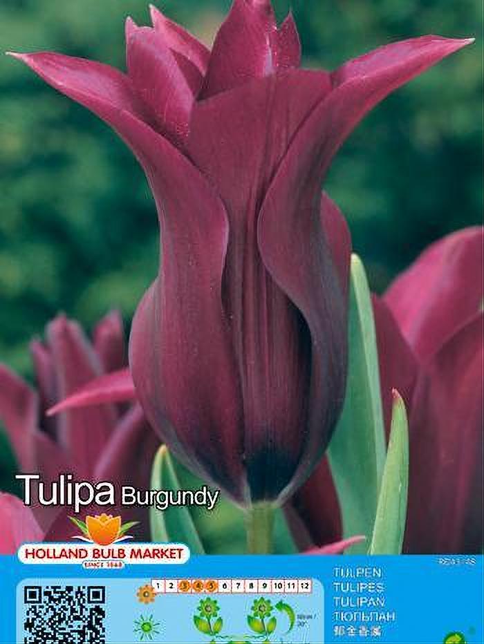 TULIPA BURGUNDY 5 BULBOS