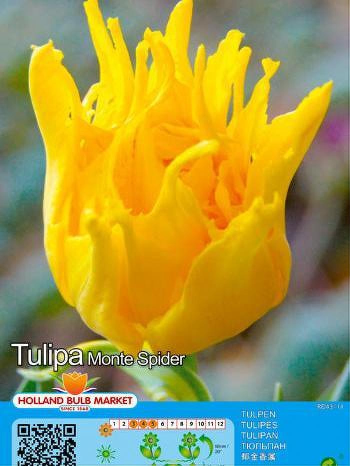 TULIPA MONTE SPIDER 5 BULBOS
