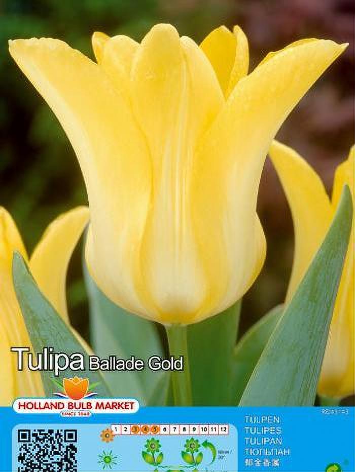 TULIPA BALLADE 5 BULBOS