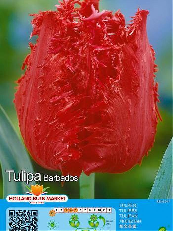 TULIPA BARBADOS 5 BULBOS