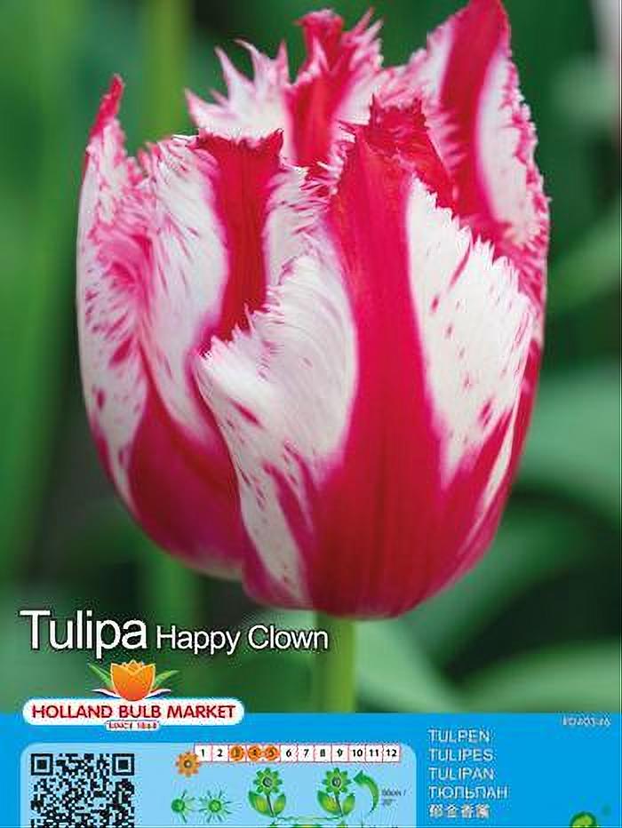 TULIPA HAPPY CLOUWN 5 BULBOS