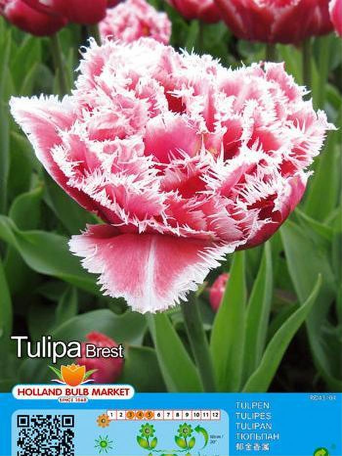 TULIPA BREST 5 BULBOS