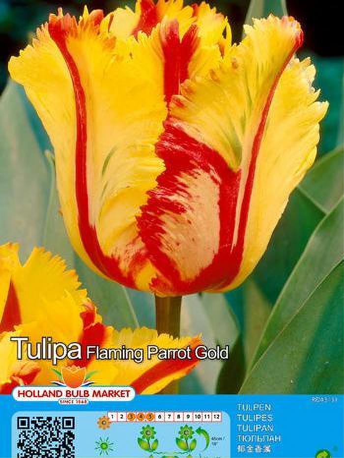 TULIPA FLAMING PARROT 5 BULBOS