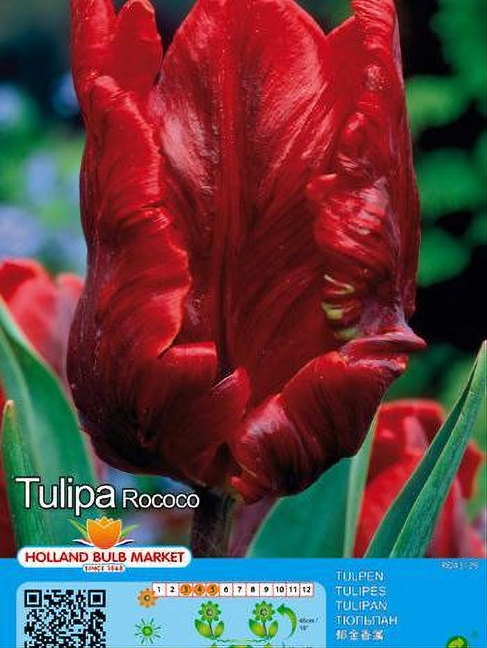 TULIPA ROCOCO 5 BULBOS