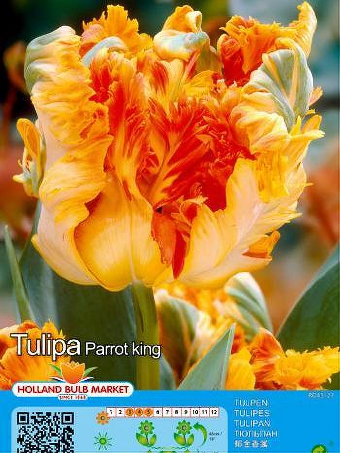TULIPA PARROT KING 5 BULBOS