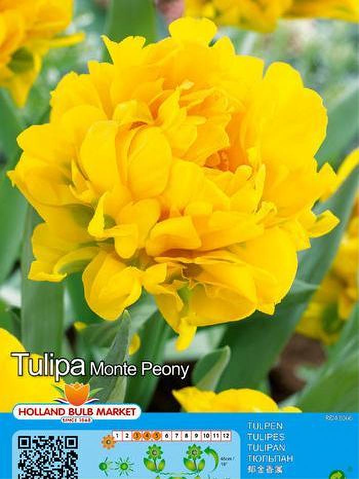 TULIPA MONTE PEONY 5 BULBOS