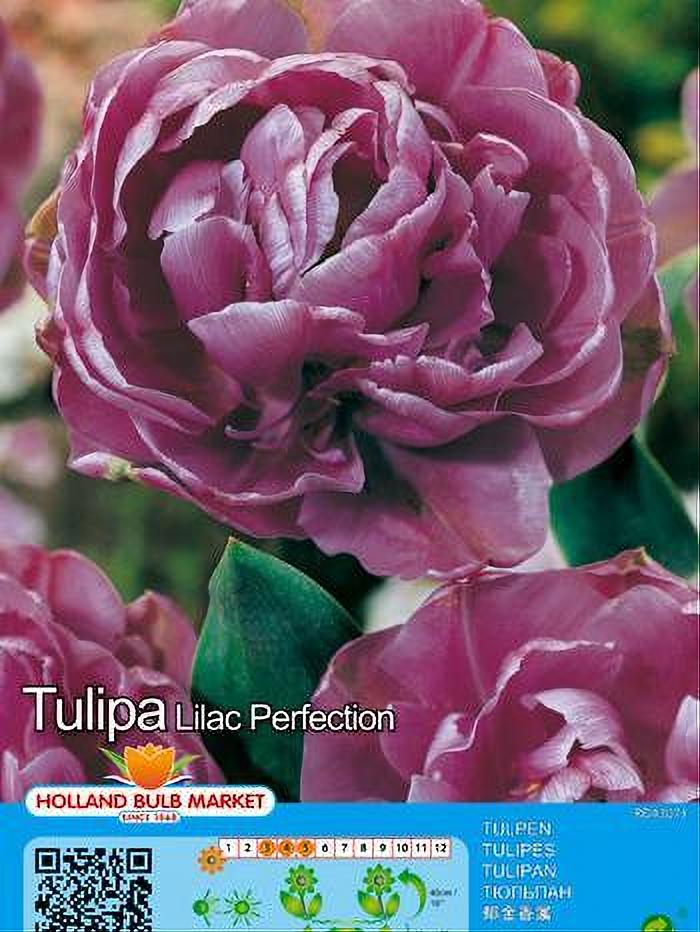 TULIPA LILAC PERFECTION 5 BULBOS