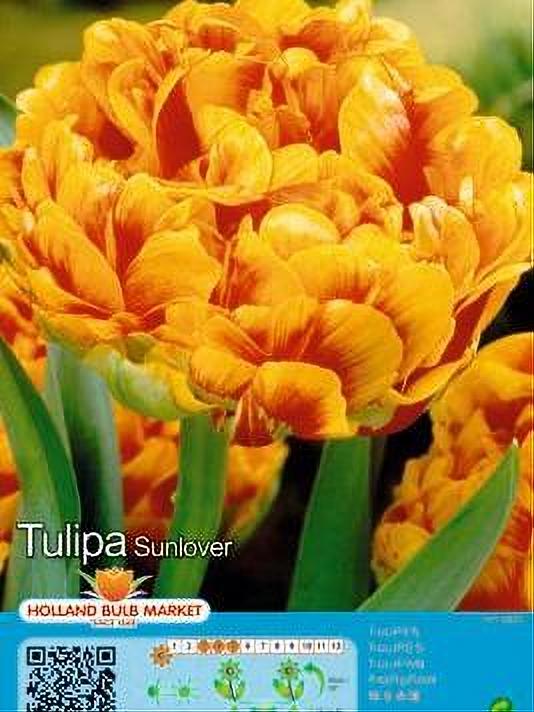 TULIPA SUNLOVER 5 BULBOS